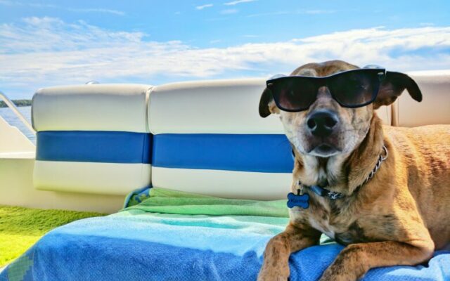 Hund auf Schiff